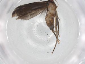  ( - BIOUG86167-D10)  @11 [ ] CreativeCommons - Attribution (2022) Centre for Biodiversity Genomics Centre for Biodiversity Genomics