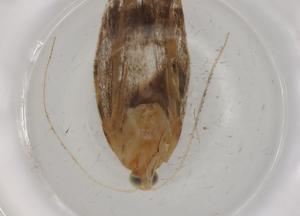  ( - BIOUG86185-A01)  @11 [ ] CreativeCommons - Attribution (2022) Centre for Biodiversity Genomics Centre for Biodiversity Genomics