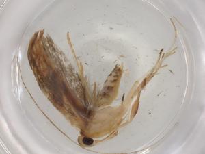  ( - BIOUG86185-A02)  @11 [ ] CreativeCommons - Attribution (2022) Centre for Biodiversity Genomics Centre for Biodiversity Genomics