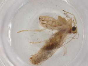  ( - BIOUG86185-A03)  @11 [ ] CreativeCommons - Attribution (2022) Centre for Biodiversity Genomics Centre for Biodiversity Genomics