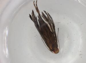  ( - BIOUG86185-A11)  @11 [ ] CreativeCommons - Attribution (2022) Centre for Biodiversity Genomics Centre for Biodiversity Genomics