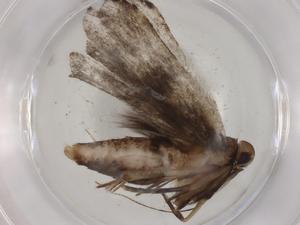  (gelMalaise01 Malaise7867 - BIOUG86185-B07)  @11 [ ] CreativeCommons - Attribution (2022) Centre for Biodiversity Genomics Centre for Biodiversity Genomics