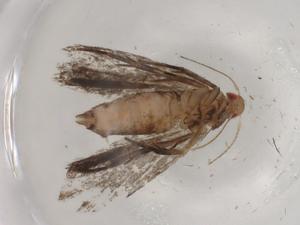  ( - BIOUG86185-B08)  @11 [ ] CreativeCommons - Attribution (2022) Centre for Biodiversity Genomics Centre for Biodiversity Genomics