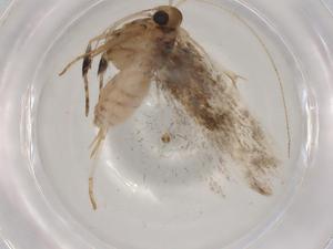  ( - BIOUG86185-C07)  @11 [ ] CreativeCommons - Attribution (2022) Centre for Biodiversity Genomics Centre for Biodiversity Genomics