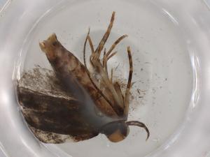  ( - BIOUG86185-C08)  @11 [ ] CreativeCommons - Attribution (2022) Centre for Biodiversity Genomics Centre for Biodiversity Genomics