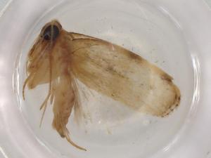  ( - BIOUG86185-D03)  @11 [ ] CreativeCommons - Attribution (2022) Centre for Biodiversity Genomics Centre for Biodiversity Genomics