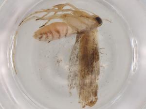  ( - BIOUG86185-D05)  @11 [ ] CreativeCommons - Attribution (2022) Centre for Biodiversity Genomics Centre for Biodiversity Genomics