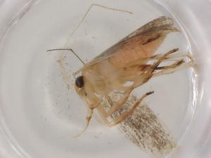  ( - BIOUG86185-D07)  @11 [ ] CreativeCommons - Attribution (2022) Centre for Biodiversity Genomics Centre for Biodiversity Genomics