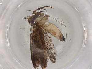  ( - BIOUG86185-D09)  @11 [ ] CreativeCommons - Attribution (2022) Centre for Biodiversity Genomics Centre for Biodiversity Genomics