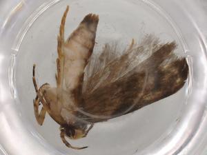  ( - BIOUG86185-F01)  @11 [ ] CreativeCommons - Attribution (2022) Centre for Biodiversity Genomics Centre for Biodiversity Genomics