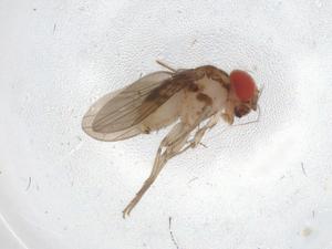  ( - BIOUG86193-F12)  @11 [ ] CreativeCommons - Attribution (2022) Centre for Biodiversity Genomics Centre for Biodiversity Genomics