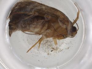  ( - BIOUG86309-A11)  @11 [ ] CreativeCommons - Attribution (2022) Centre for Biodiversity Genomics Centre for Biodiversity Genomics