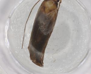  ( - BIOUG86309-E07)  @11 [ ] CreativeCommons - Attribution (2022) Centre for Biodiversity Genomics Centre for Biodiversity Genomics