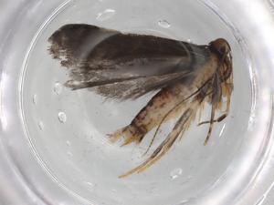  ( - BIOUG86309-H11)  @11 [ ] CreativeCommons - Attribution (2022) Centre for Biodiversity Genomics Centre for Biodiversity Genomics