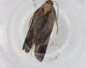  ( - BIOUG86313-C11)  @11 [ ] CreativeCommons - Attribution (2022) Centre for Biodiversity Genomics Centre for Biodiversity Genomics