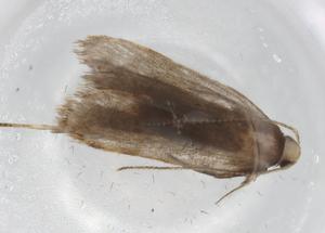  ( - BIOUG86313-D12)  @11 [ ] CreativeCommons - Attribution (2022) Centre for Biodiversity Genomics Centre for Biodiversity Genomics