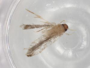  ( - BIOUG86318-H07)  @11 [ ] CreativeCommons - Attribution (2022) Centre for Biodiversity Genomics Centre for Biodiversity Genomics