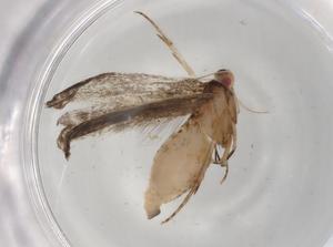  ( - BIOUG86318-H09)  @11 [ ] CreativeCommons - Attribution (2022) Centre for Biodiversity Genomics Centre for Biodiversity Genomics