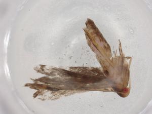  (gelJanzen01 Janzen9721 - BIOUG86322-C10)  @11 [ ] CreativeCommons - Attribution (2022) Centre for Biodiversity Genomics Centre for Biodiversity Genomics