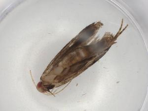  ( - BIOUG86334-A06)  @11 [ ] CreativeCommons - Attribution (2022) Centre for Biodiversity Genomics Centre for Biodiversity Genomics