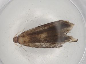  ( - BIOUG86334-A10)  @11 [ ] CreativeCommons - Attribution (2022) Centre for Biodiversity Genomics Centre for Biodiversity Genomics