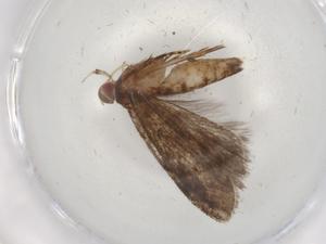  ( - BIOUG86334-B01)  @11 [ ] CreativeCommons - Attribution (2022) Centre for Biodiversity Genomics Centre for Biodiversity Genomics