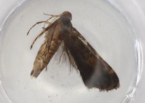  ( - BIOUG86334-B12)  @12 [ ] CreativeCommons - Attribution (2022) Centre for Biodiversity Genomics Centre for Biodiversity Genomics