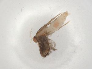  ( - BIOUG86334-C01)  @11 [ ] CreativeCommons - Attribution (2022) Centre for Biodiversity Genomics Centre for Biodiversity Genomics