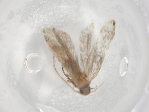  (gelMalaise01 Malaise9142 - BIOUG86334-C03)  @11 [ ] CreativeCommons - Attribution (2022) Centre for Biodiversity Genomics Centre for Biodiversity Genomics