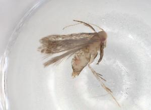  ( - BIOUG86334-C09)  @11 [ ] CreativeCommons - Attribution (2022) Centre for Biodiversity Genomics Centre for Biodiversity Genomics