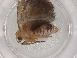  ( - BIOUG86464-F09)  @11 [ ] CreativeCommons - Attribution (2022) Centre for Biodiversity Genomics Centre for Biodiversity Genomics