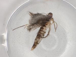  (gelMalaise01 Malaise4107 - BIOUG86464-G03)  @11 [ ] CreativeCommons - Attribution (2022) Centre for Biodiversity Genomics Centre for Biodiversity Genomics