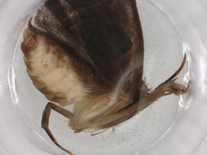  (gelMalaise01 Malaise4595 - BIOUG86465-E11)  @11 [ ] CreativeCommons - Attribution (2022) Centre for Biodiversity Genomics Centre for Biodiversity Genomics