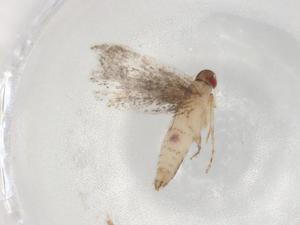  ( - BIOUG86474-F07)  @11 [ ] CreativeCommons - Attribution (2022) Centre for Biodiversity Genomics Centre for Biodiversity Genomics