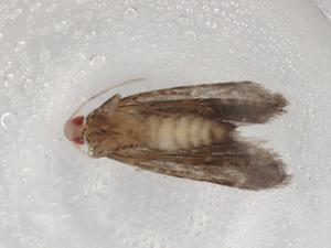  ( - BIOUG86481-D06)  @11 [ ] CreativeCommons - Attribution (2022) Centre for Biodiversity Genomics Centre for Biodiversity Genomics