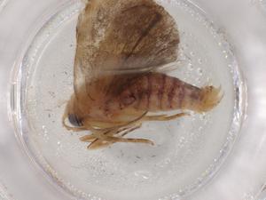  ( - BIOUG86481-G07)  @11 [ ] CreativeCommons - Attribution (2022) Centre for Biodiversity Genomics Centre for Biodiversity Genomics