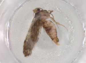  (gelMalaise01 Malaise9310 - BIOUG86481-G08)  @11 [ ] CreativeCommons - Attribution (2022) Centre for Biodiversity Genomics Centre for Biodiversity Genomics