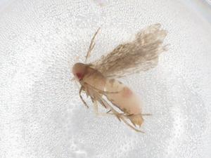  ( - BIOUG86483-G02)  @11 [ ] CreativeCommons - Attribution (2022) Centre for Biodiversity Genomics Centre for Biodiversity Genomics