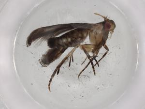  (gelMalaise01 Malaise3919 - BIOUG86506-B09)  @11 [ ] CreativeCommons - Attribution (2022) Centre for Biodiversity Genomics Centre for Biodiversity Genomics