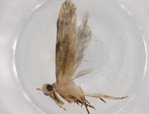  (gelMalaise01 Malaise2632 - BIOUG86506-C09)  @11 [ ] CreativeCommons - Attribution (2022) Centre for Biodiversity Genomics Centre for Biodiversity Genomics