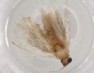  ( - BIOUG86517-D10)  @11 [ ] CreativeCommons - Attribution (2022) Centre for Biodiversity Genomics Centre for Biodiversity Genomics