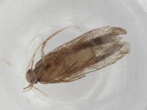  ( - BIOUG87339-H07)  @11 [ ] CreativeCommons - Attribution (2022) Centre for Biodiversity Genomics Centre for Biodiversity Genomics