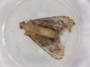  ( - BIOUG87347-A10)  @11 [ ] CreativeCommons - Attribution (2022) Centre for Biodiversity Genomics Centre for Biodiversity Genomics