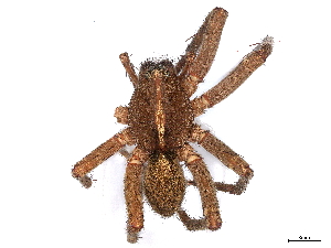  (Spinoctenus - BIOUG91404-H11)  @14 [ ] CreativeCommons - Attribution (2022) CBG Photography Group Centre for Biodiversity Genomics