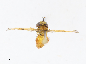  ( - CBG-A08772-E12)  @11 [ ] CreativeCommons - Attribution Share - Alike (2023) CBG Photography Group Centre for Biodiversity Genomics