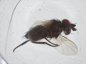  ( - CBG-A12285-G06)  @11 [ ] CreativeCommons - Attribution Share - Alike (2023) Centre for Biodiversity Genomics Centre for Biodiversity Genomics