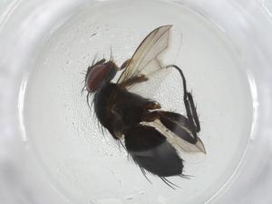  ( - CBG-A12312-C12)  @11 [ ] CreativeCommons - Attribution Share - Alike (2023) Centre for Biodiversity Genomics Centre for Biodiversity Genomics