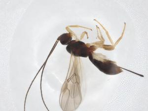  ( - CBG-A12521-B02)  @11 [ ] CreativeCommons - Attribution Share - Alike (2023) Centre for Biodiversity Genomics Centre for Biodiversity Genomics