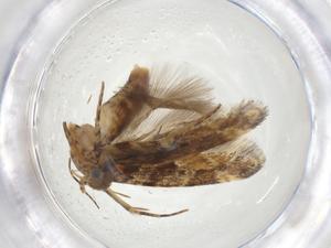  (Aristotelia Malaise8341 - CBG-A12525-H06)  @11 [ ] CreativeCommons - Attribution Share - Alike (2023) Centre for Biodiversity Genomics Centre for Biodiversity Genomics