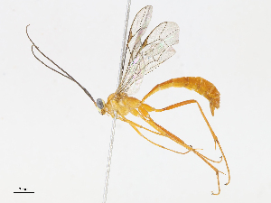  ( - CBG-A13217-F06)  @11 [ ] CreativeCommons - Attribution Share - Alike (2023) CBG Photography Group Centre for Biodiversity Genomics